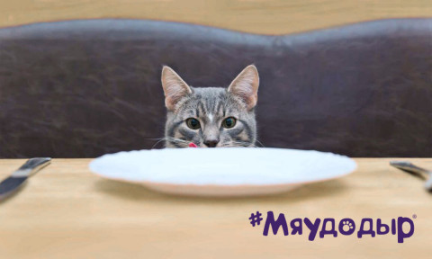 кошка и пустая тарелка